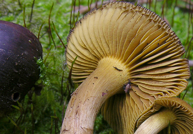 Cortinarius croceus?